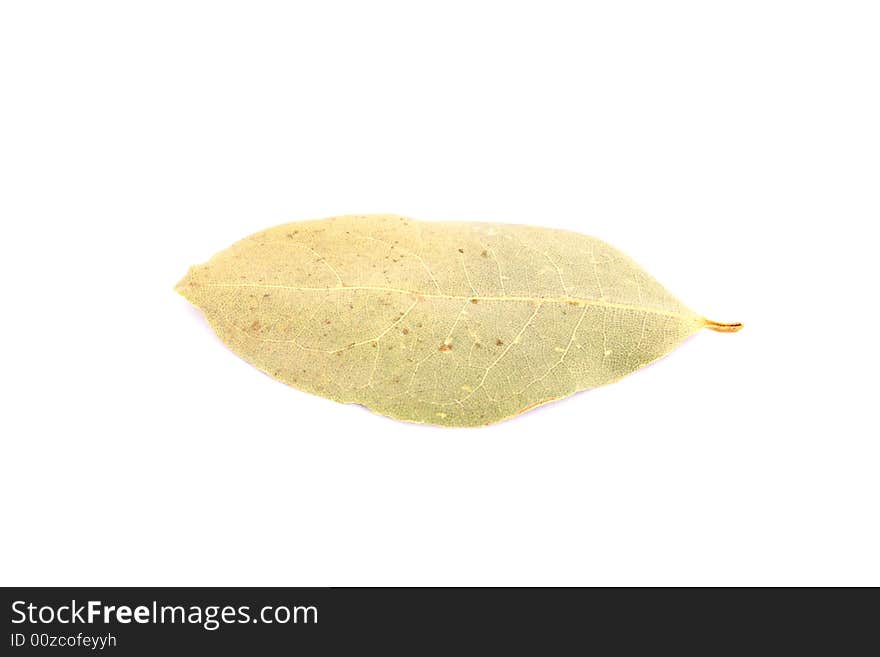 Bay leaf isolated on white background