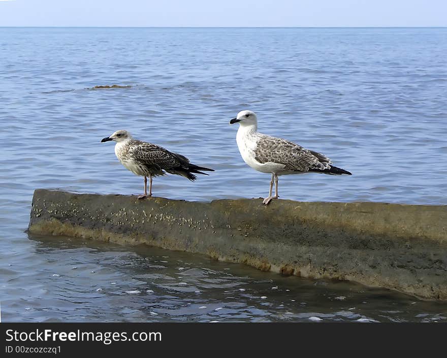 Gulls sitting on the breakwater