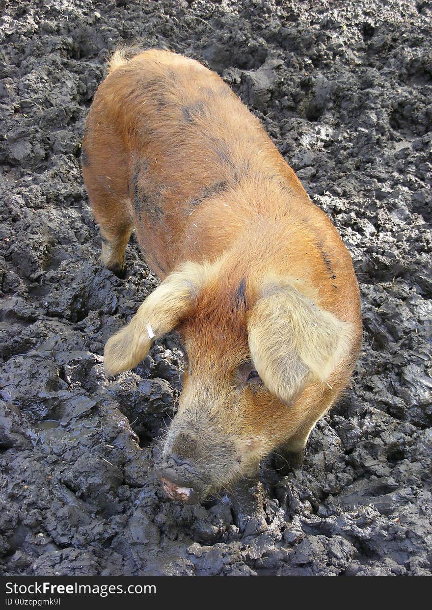 Photo of a pig standing in mud. Photo of a pig standing in mud