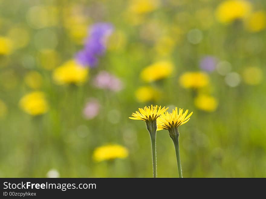 Yellow flowers on colourful meadow background