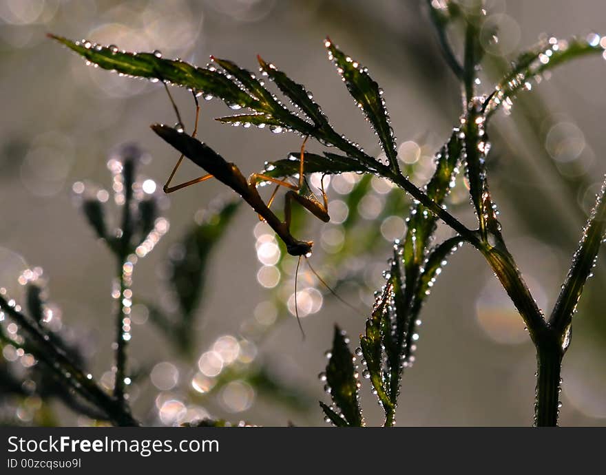 Praying Mantis S Morning