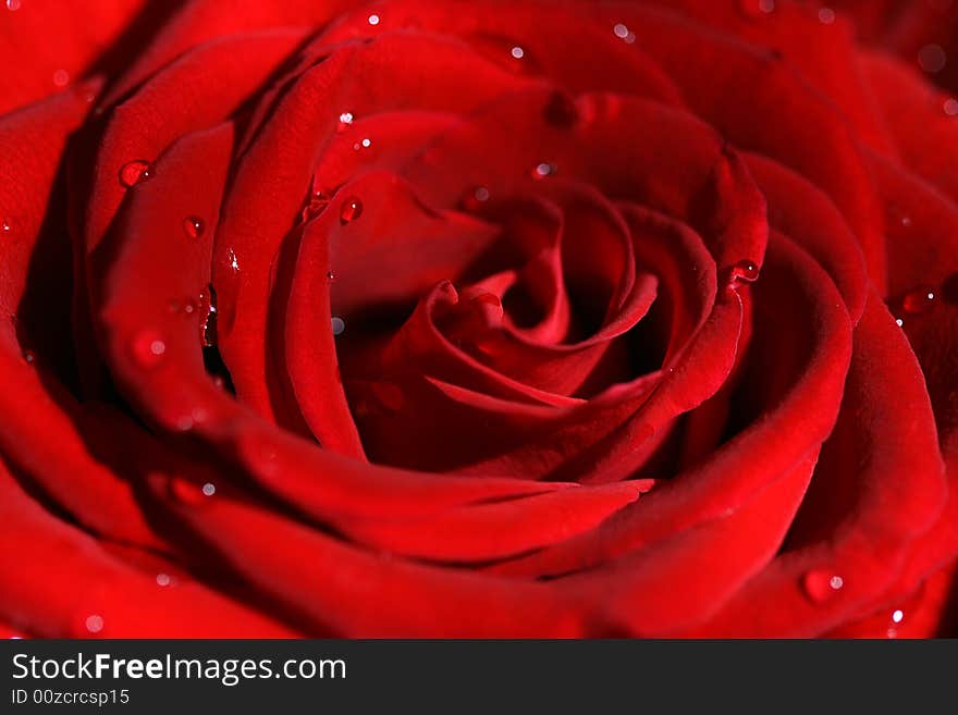 Beautiful rose with water drops