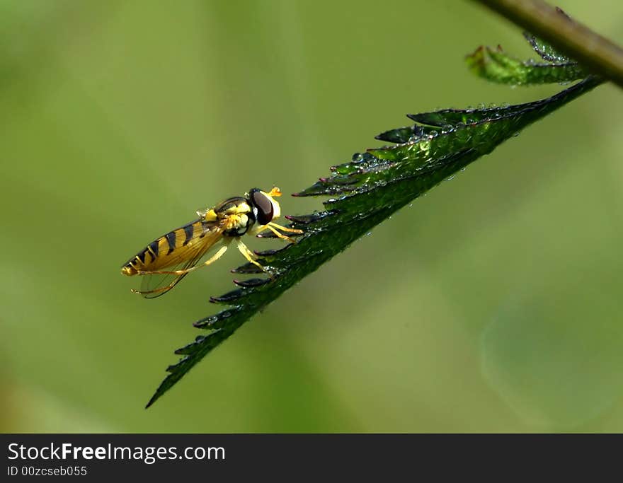 The musca is cleaning up his wing