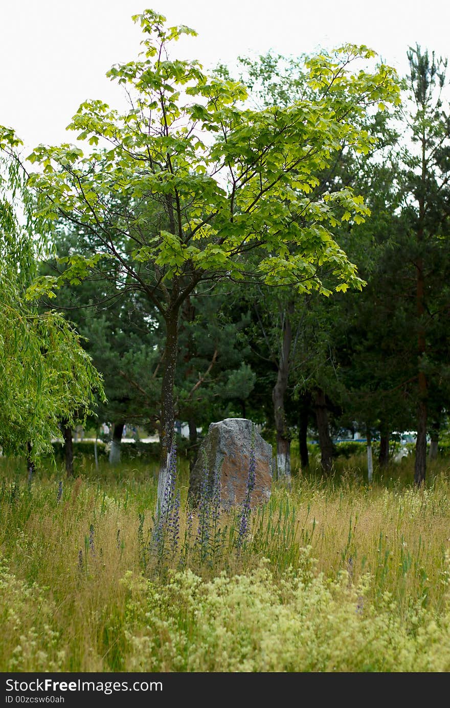 Stone boulder and tree