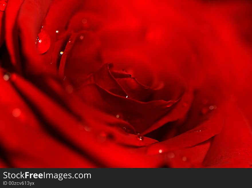 Beautiful rose with water drops