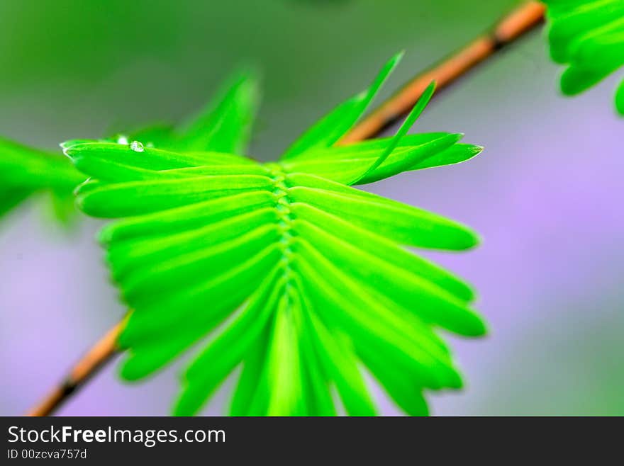 Picture taken in a public park in Shanghai, portrait the leaf of metasequoia. Picture taken in a public park in Shanghai, portrait the leaf of metasequoia