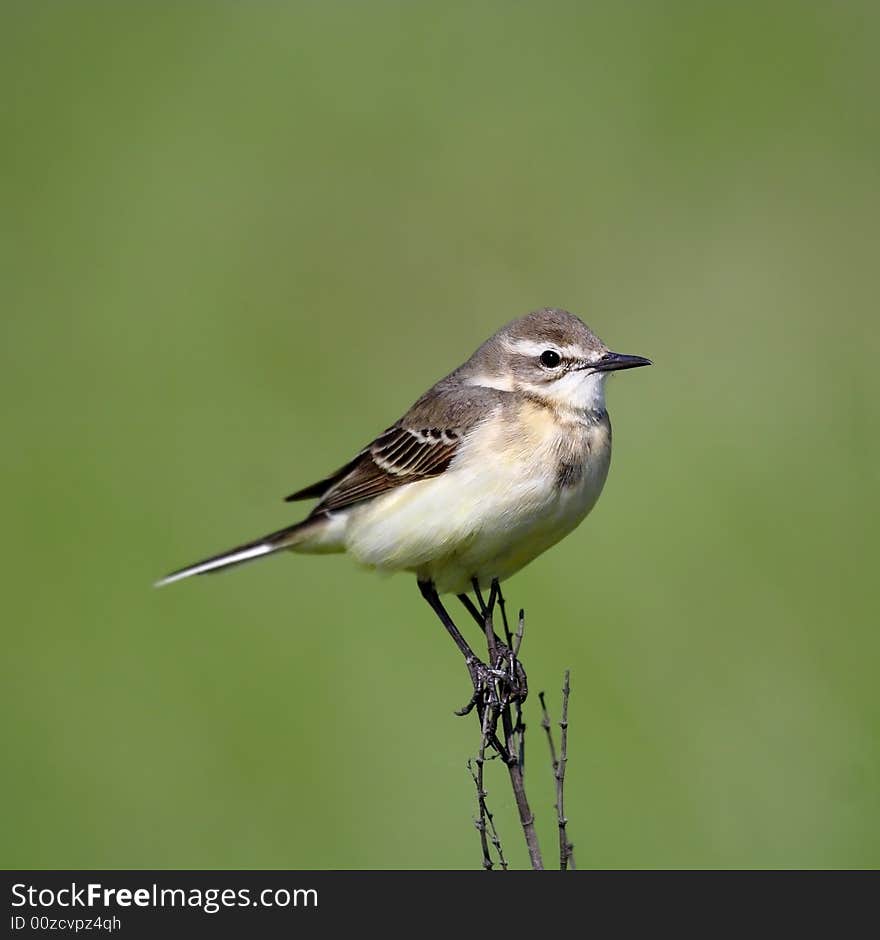 Grey wagtail over the green background.