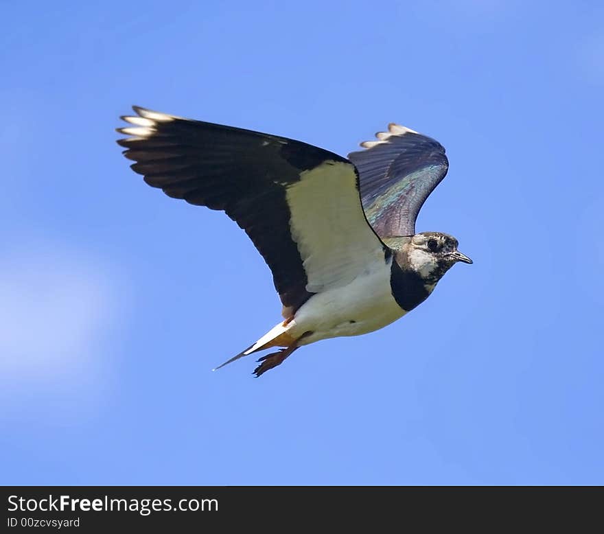 Lapwing in flight