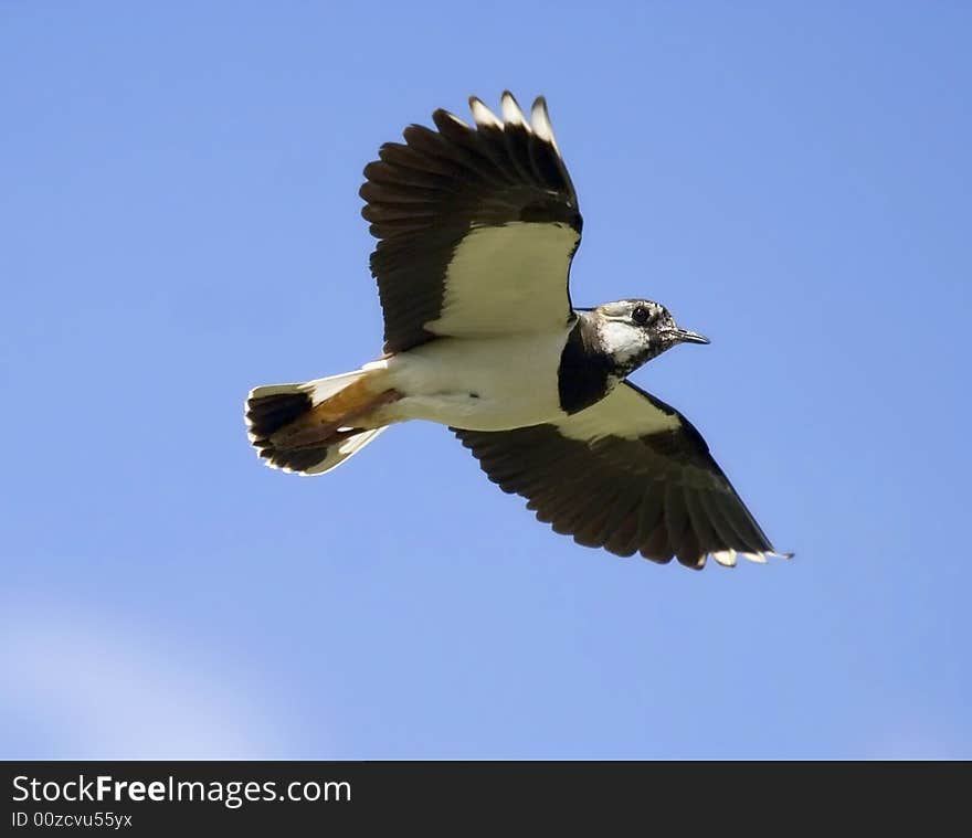 Lapwing in flight