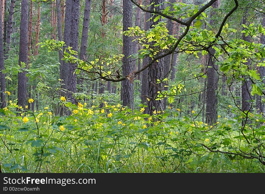 The spring forest landscape. Russian nature, wilderness area.