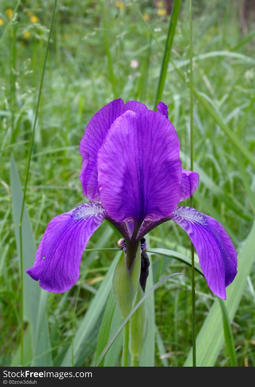 The big single wild flower over the green background