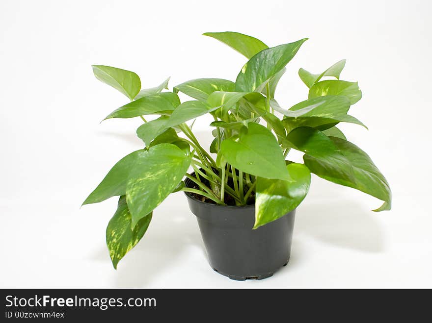 Green plant which are good for offices with air conditioner. Green plant which are good for offices with air conditioner