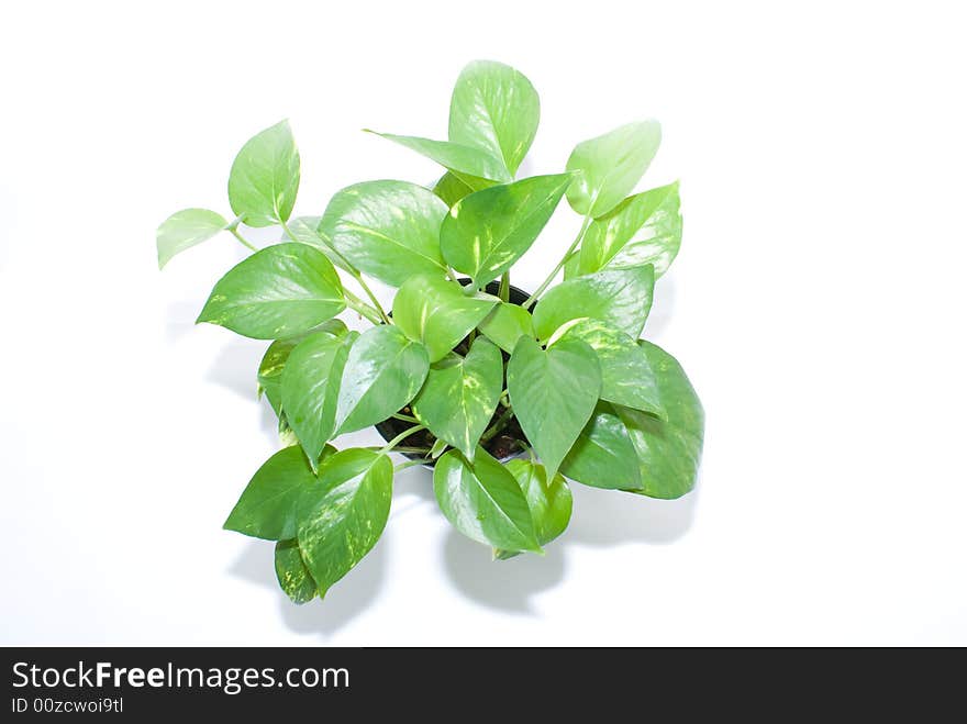 Green plant which are good for offices with air conditioner. Green plant which are good for offices with air conditioner