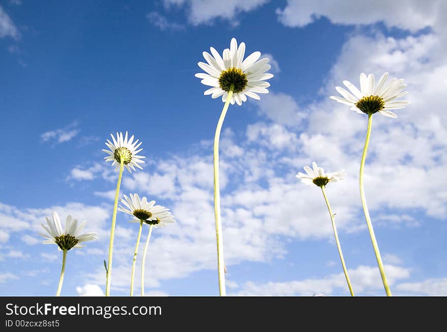 Daisy on blue sky background. Daisy on blue sky background