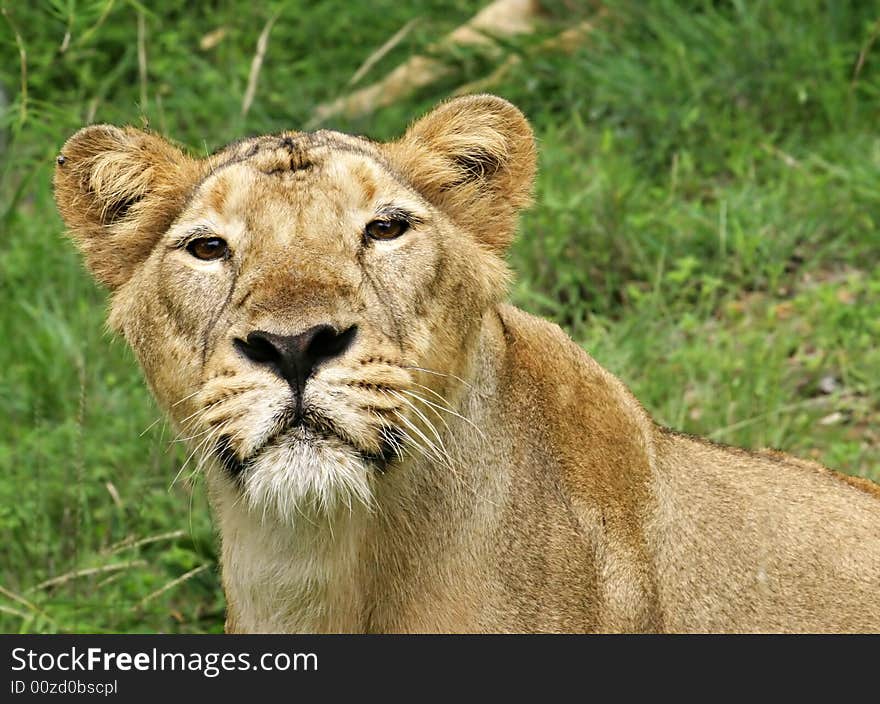 Lioness in the jungle close frontal view. Lioness in the jungle close frontal view