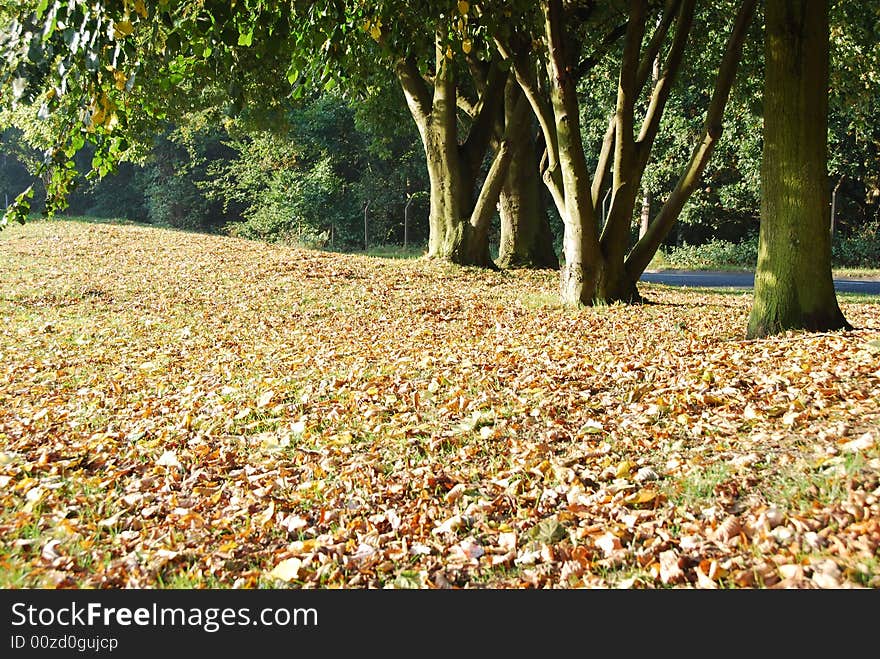 First fall of autumn leaves lit by low sun. First fall of autumn leaves lit by low sun