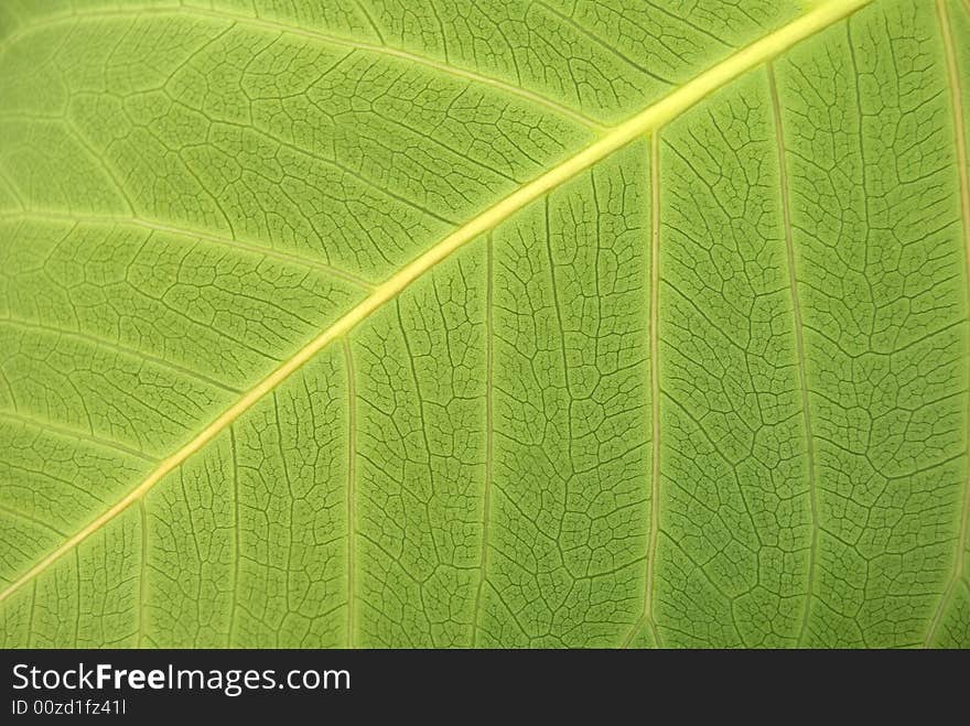 Green leaves detail, close up