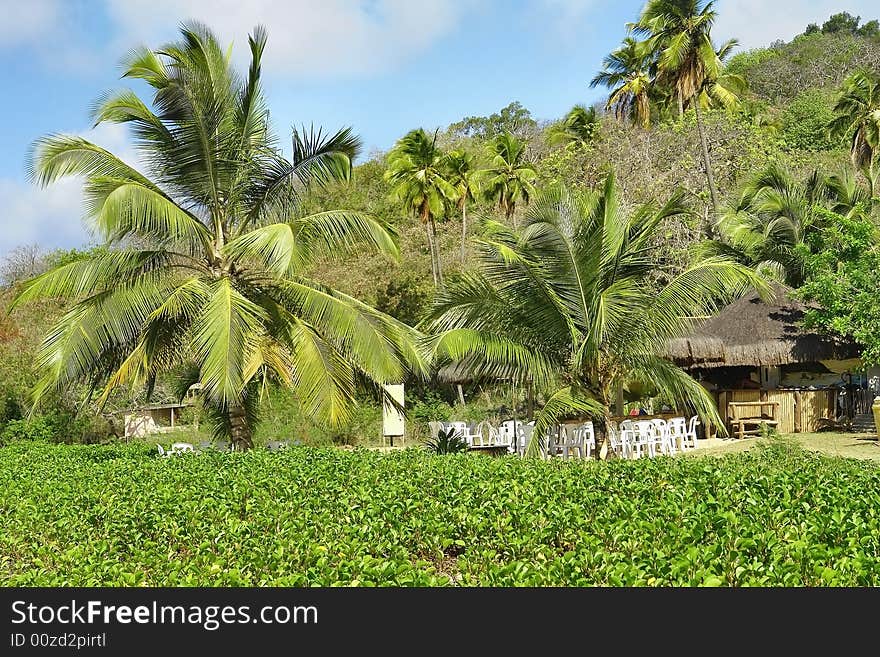 Typical and tropical beach bar. Typical and tropical beach bar