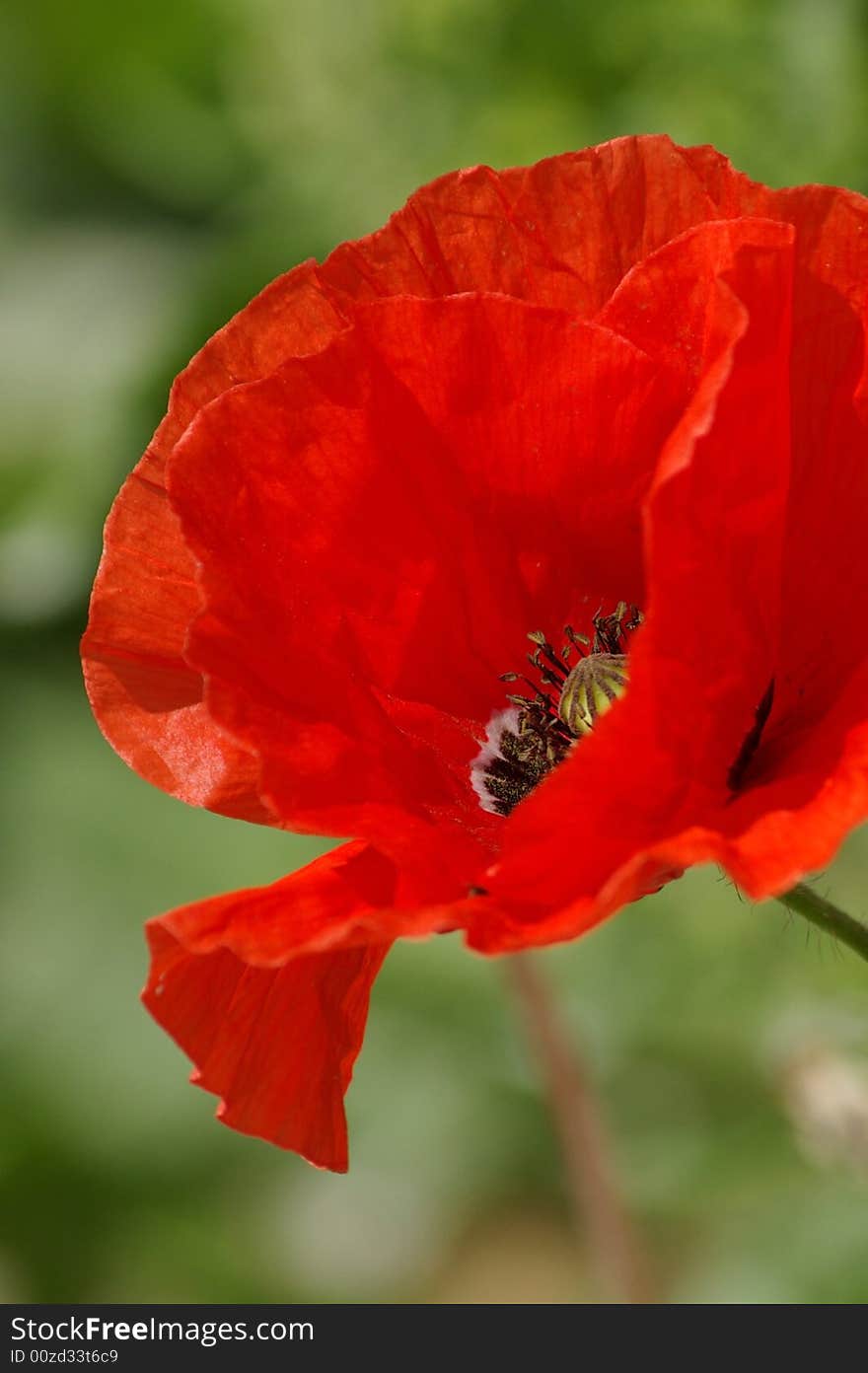 Beutiful Red Papaver