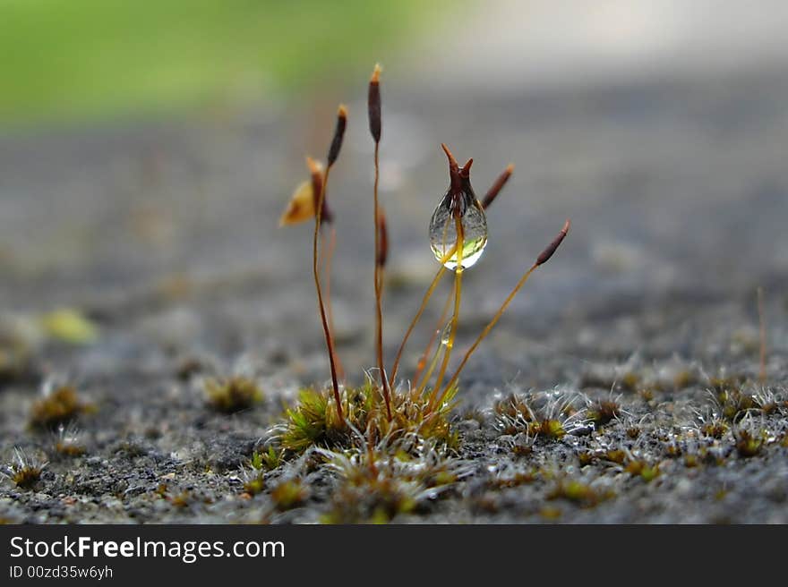 Moss After Summer Rain