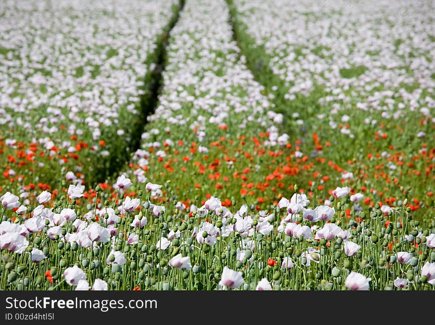 Poppy Field