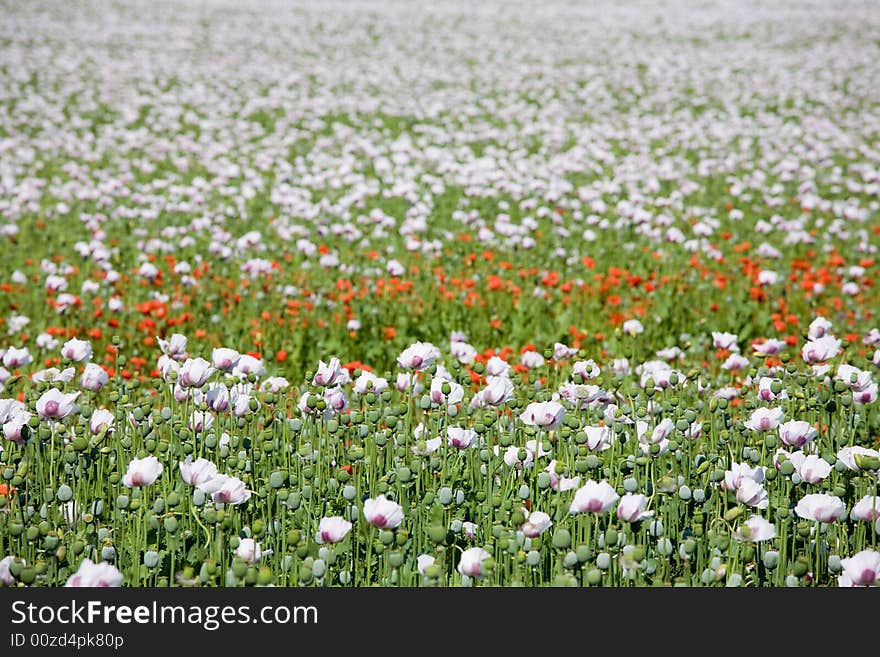 Triple color poppy flower field. Triple color poppy flower field.