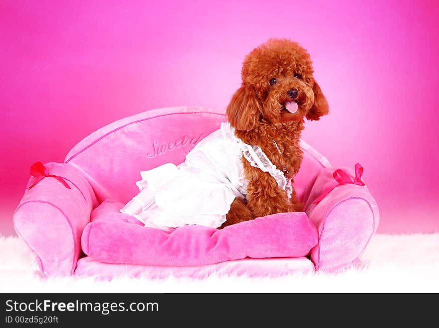 Toy poodle