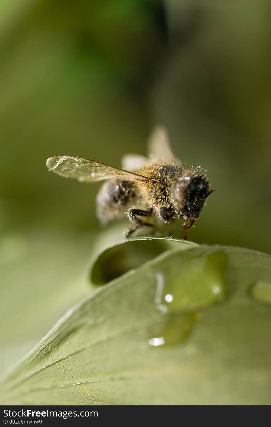 Macro bee