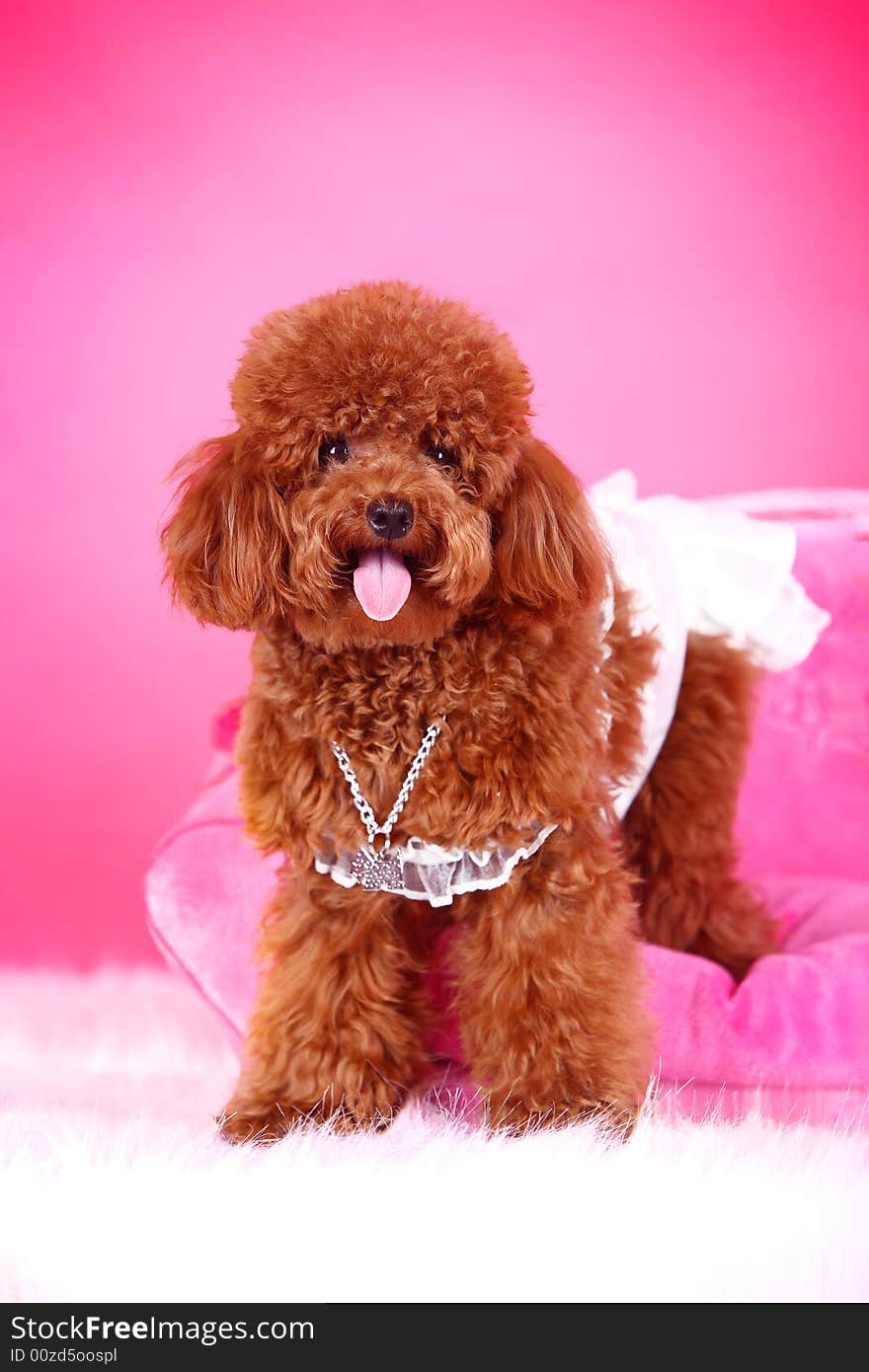 Toy Poodle