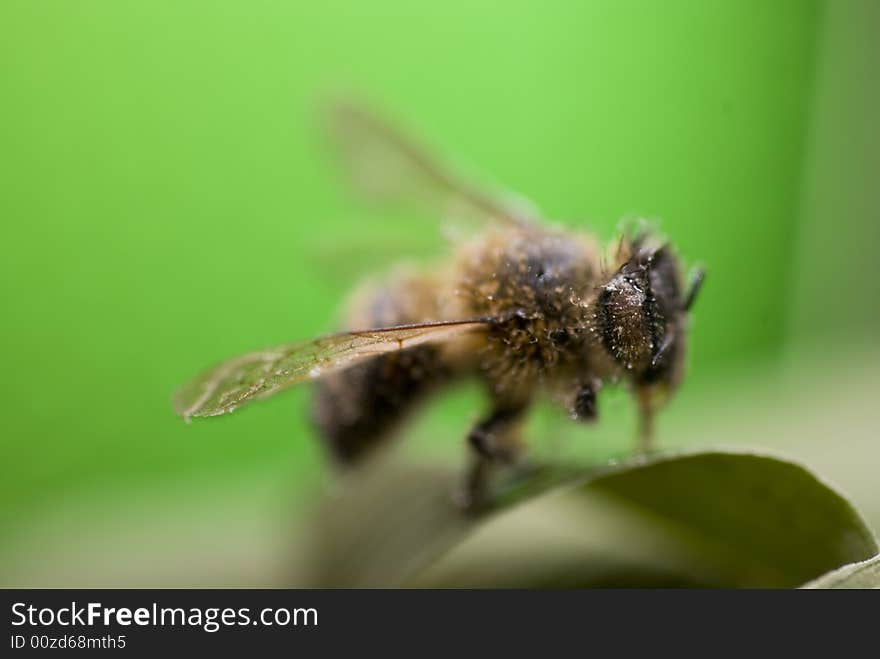 Green background and a bee. Green background and a bee