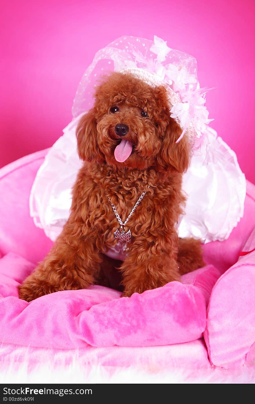 Toy poodle