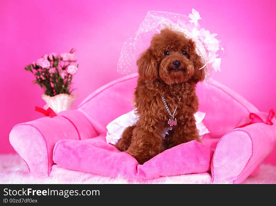 Toy poodle