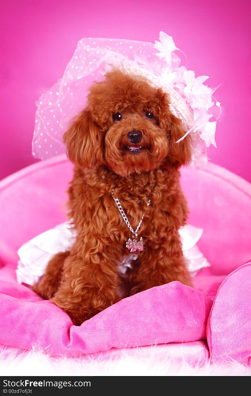 Toy poodle