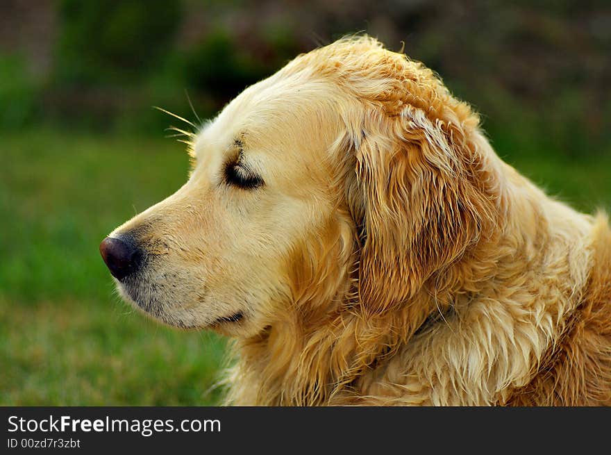 Majestic Golden Retriever Dog Detail