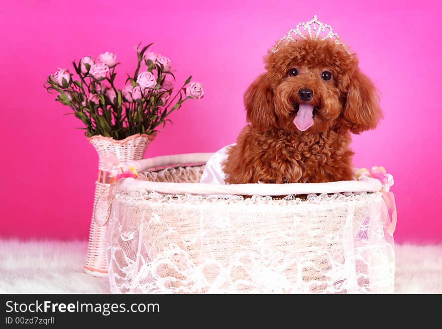 Toy poodle