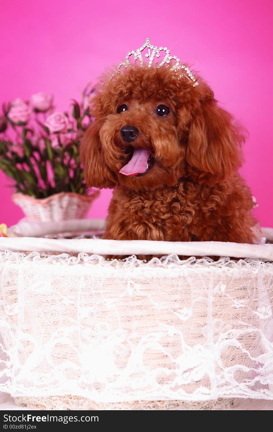 Toy poodle