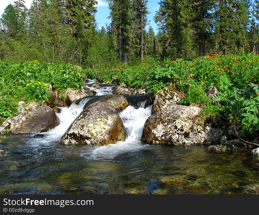 Stream in a taiga