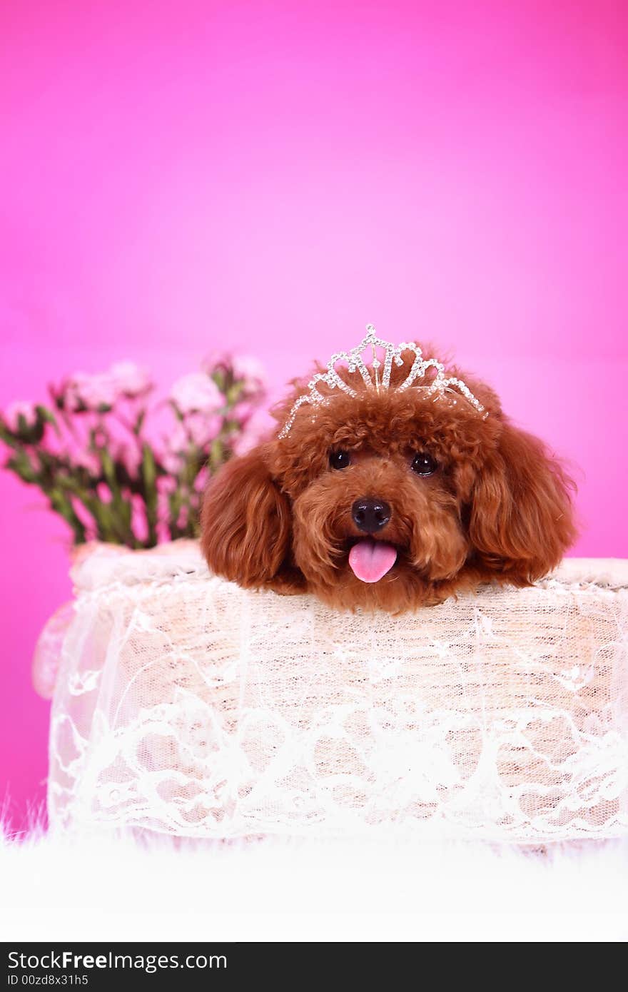 Toy poodle