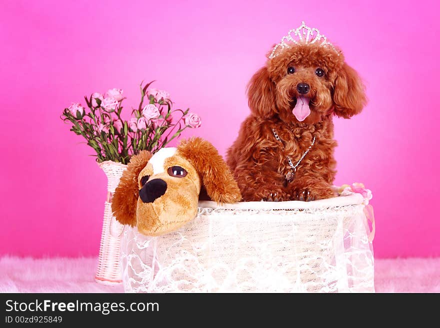 Toy Poodle