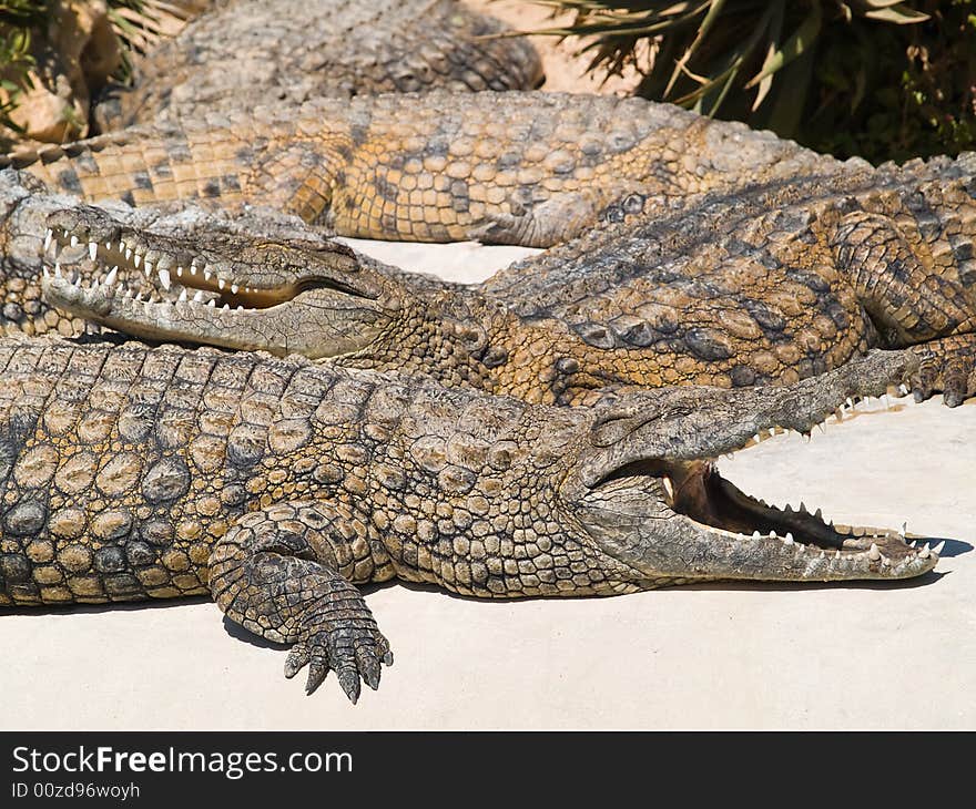 Two crocodiles