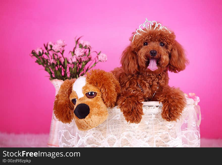 Toy poodle