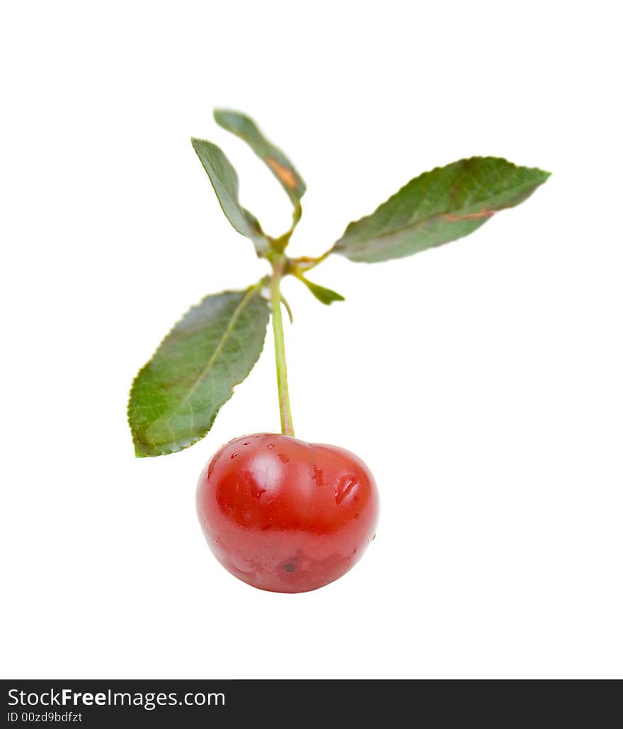 Sour Cherry with leaves out of focus