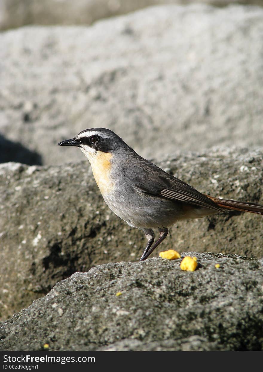 Robin Bird On Rock