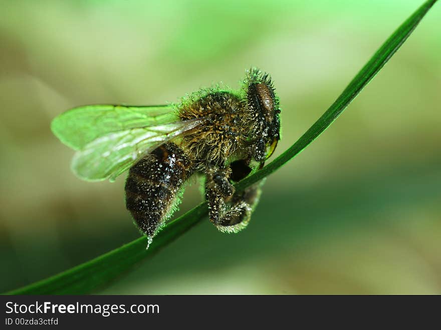 Bee holding for a green leaf. Bee holding for a green leaf