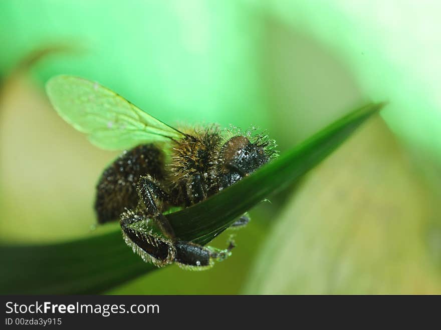 Macro shot of bee and green leaf. Macro shot of bee and green leaf