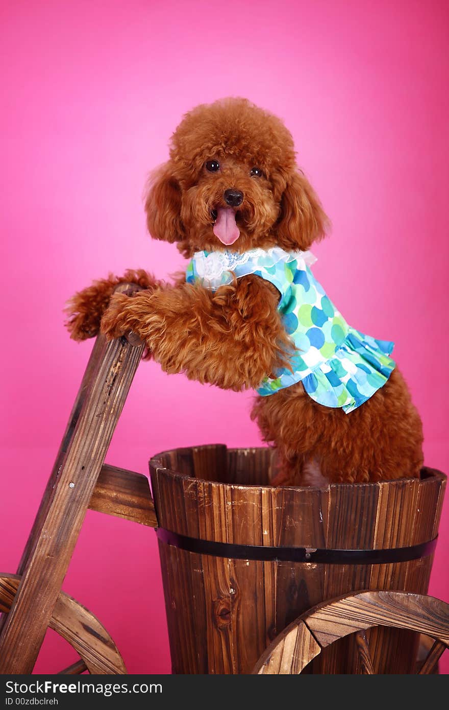 A toy poodle with cloth in cask