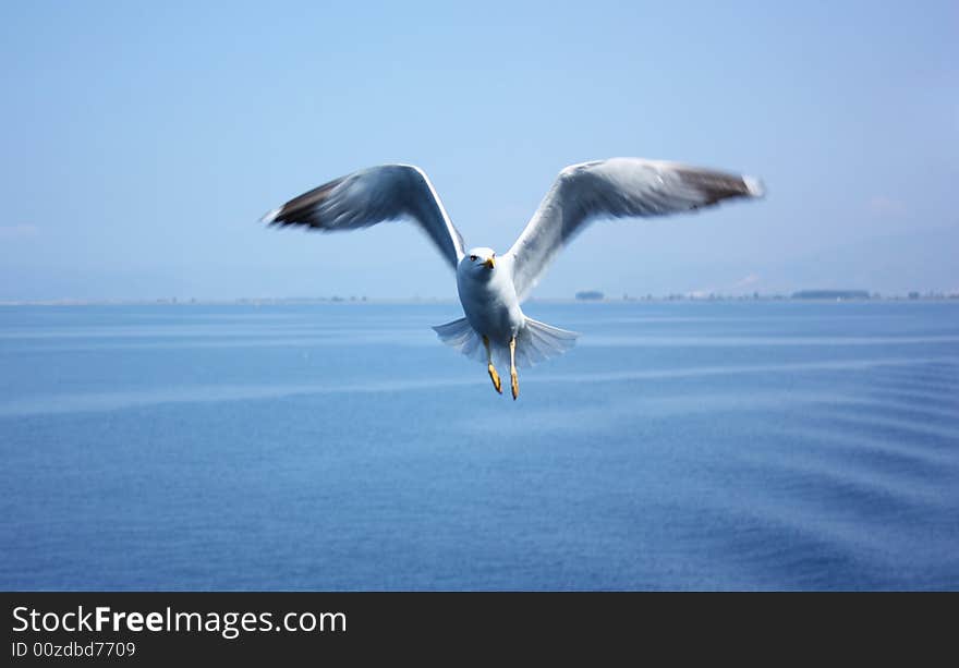 Flying seagull