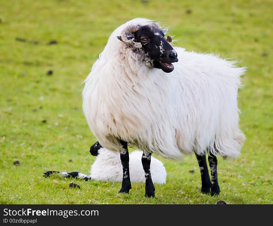 Irish sheep with its baby