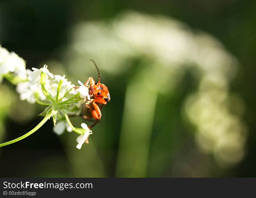 Close-up on a little red bug on white flower