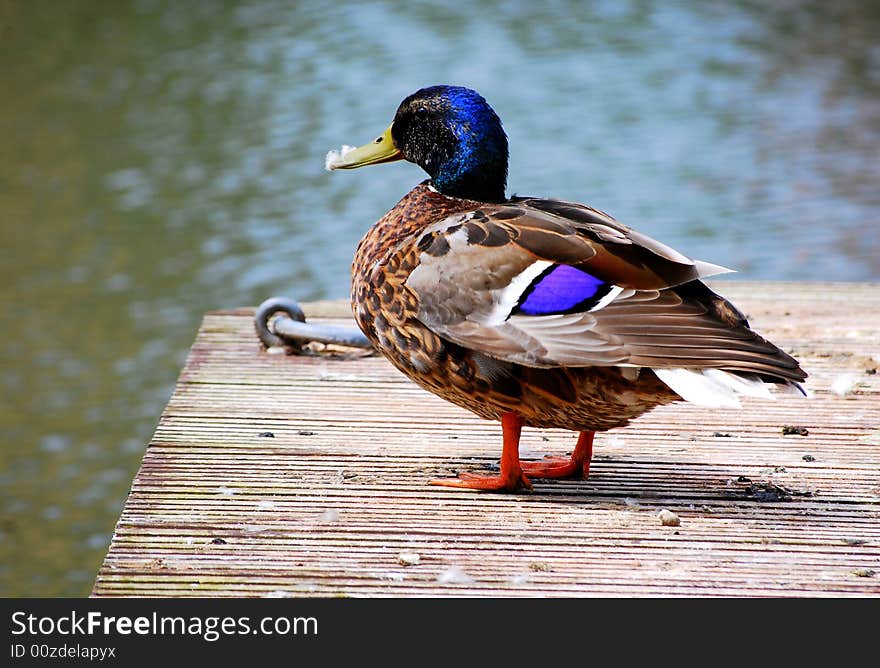 Shot of a duck standing on the marina. Shot of a duck standing on the marina